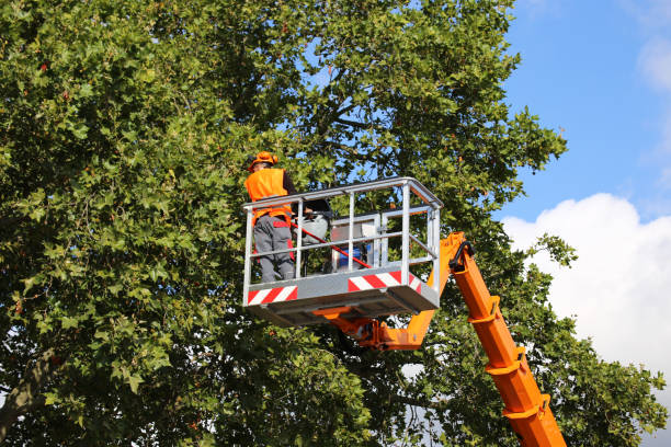 Trusted Waller, TX Tree Removal Experts