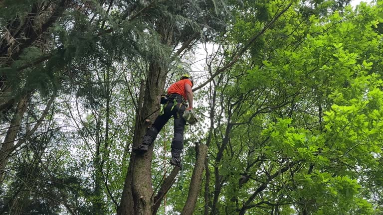 How Our Tree Care Process Works  in  Waller, TX